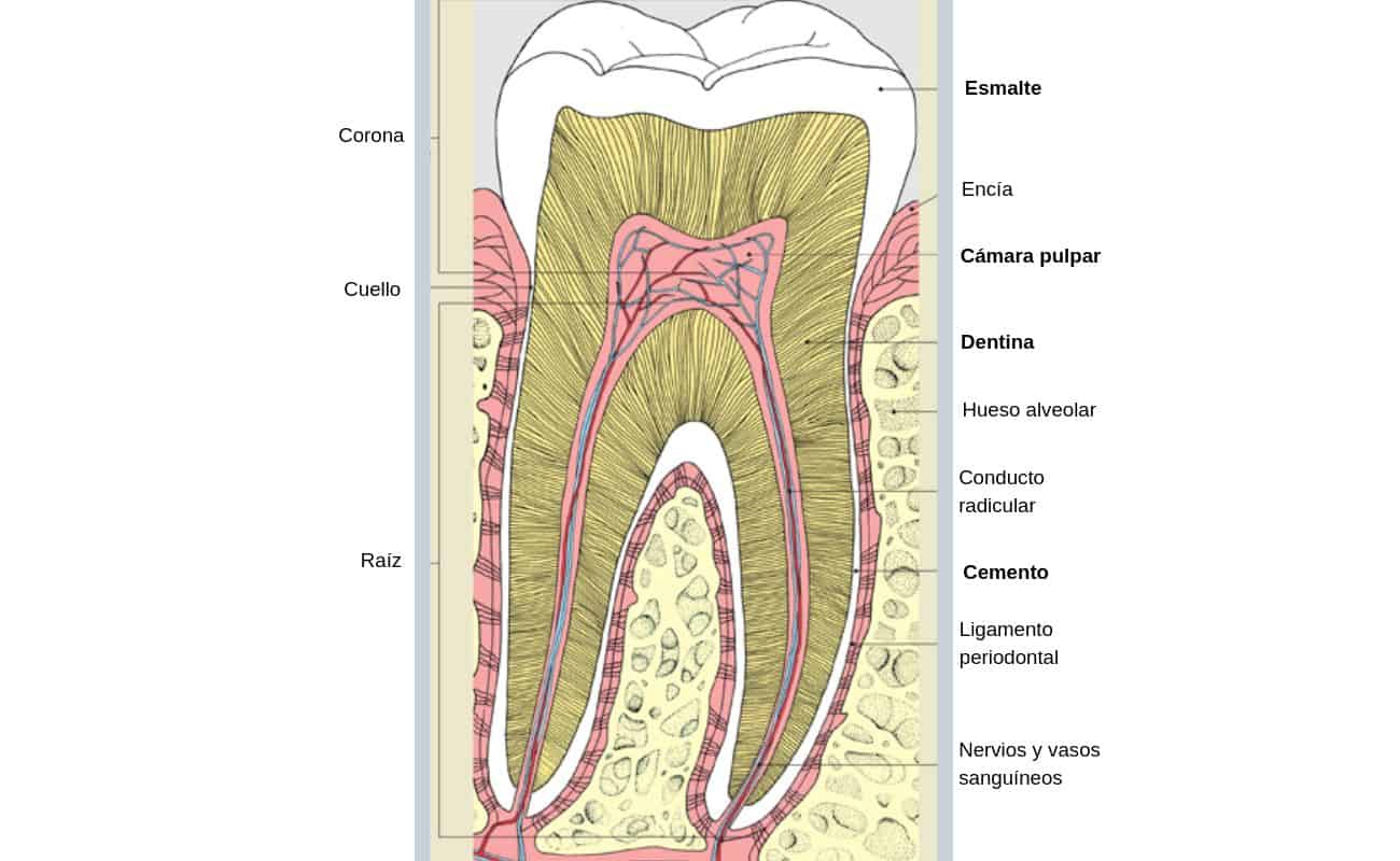 diagrama de diente o muela periodoncia e implantes monterrey